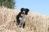 BORDER COLLIE 157